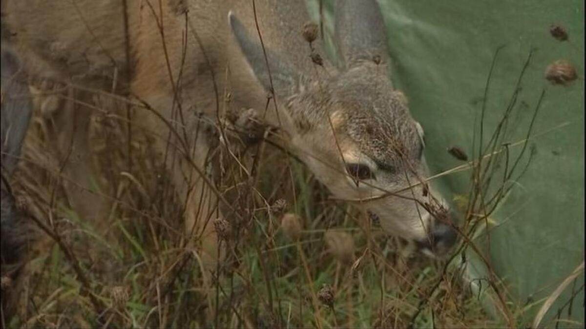 The state Department of Fish and Wildlife announced Monday it will allow 11 deer fawns to remain at For Heaven’s Sake Animal Rescue and Rehabilitation in Rochester for the rest of the winter.