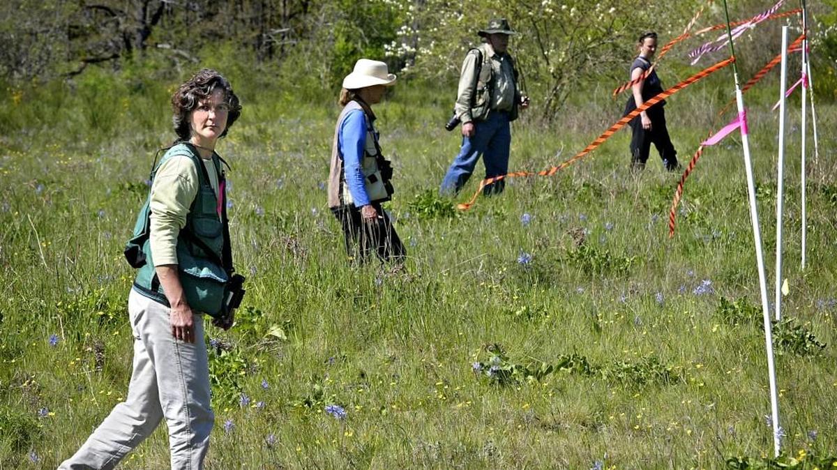 
Biologist Mary Linders, left, head of a Ft. Lewis program attempting to prevent the extinction of the Taylor checkerspot butterfly, walks in the study plot searching for newly hatched butterflies at the Scatter Creek wildlife area near Little Rock, May 15. 
