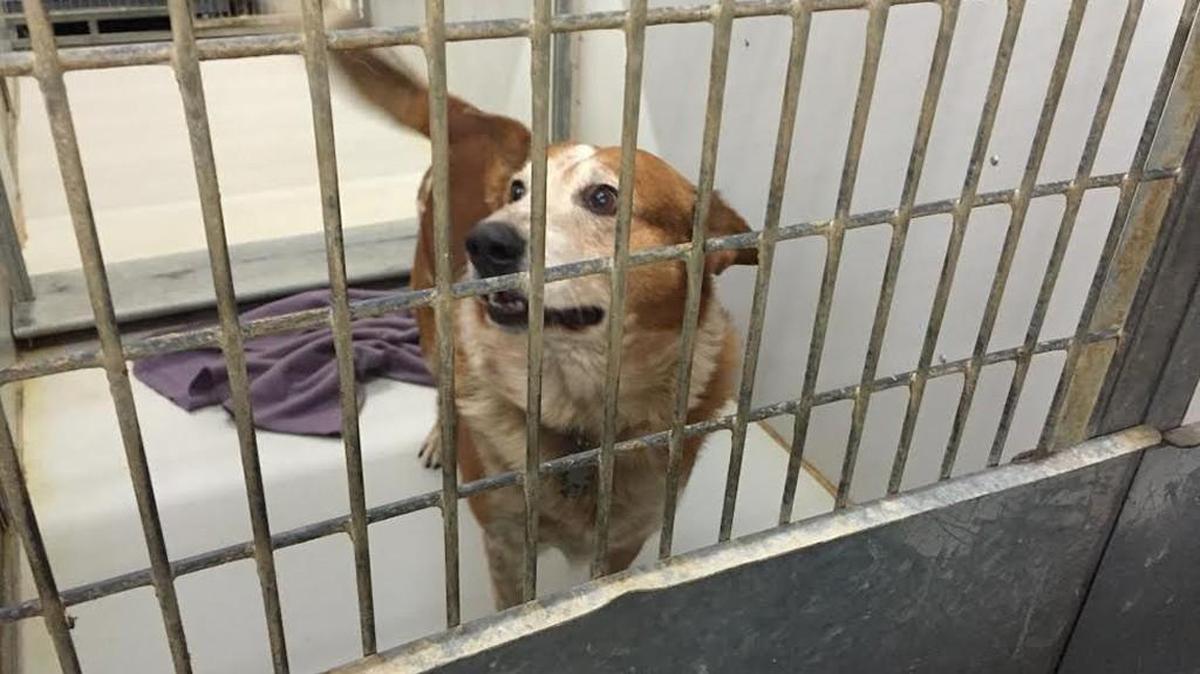 Joint Animal Services of Thurston County is not accepting dogs at its shelter on Martin Way after a dog fell ill and died from an infection. The shelter is now trying to prevent the infection from spreading.