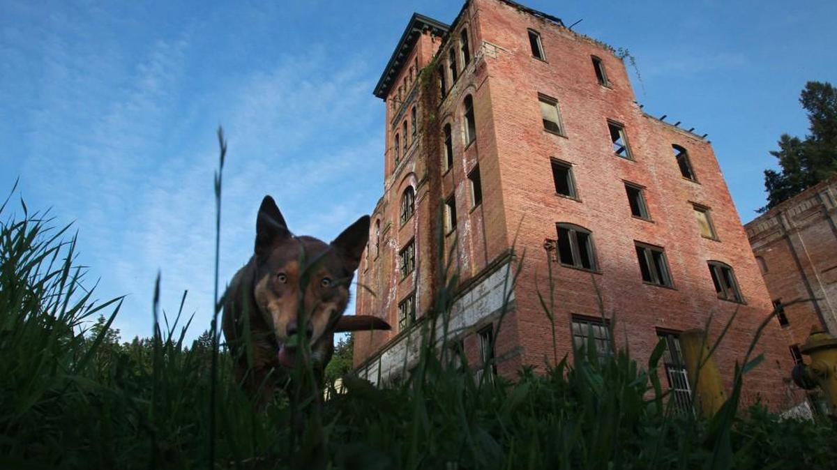 Ruger the watchdog keeps watch outside the historic Tumwater Brewery on Wednesday, May 14, 2014.