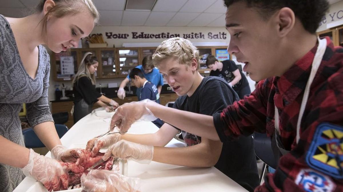North Thurston junior Tanaya Freeny (from left), sophomore Josh Schmanke and sophomore Tyrique Porter dissect a Nisqually River hatchery chinook salmon during Tina Hinman's biology class at North Thurston High School in Lacey on Friday .