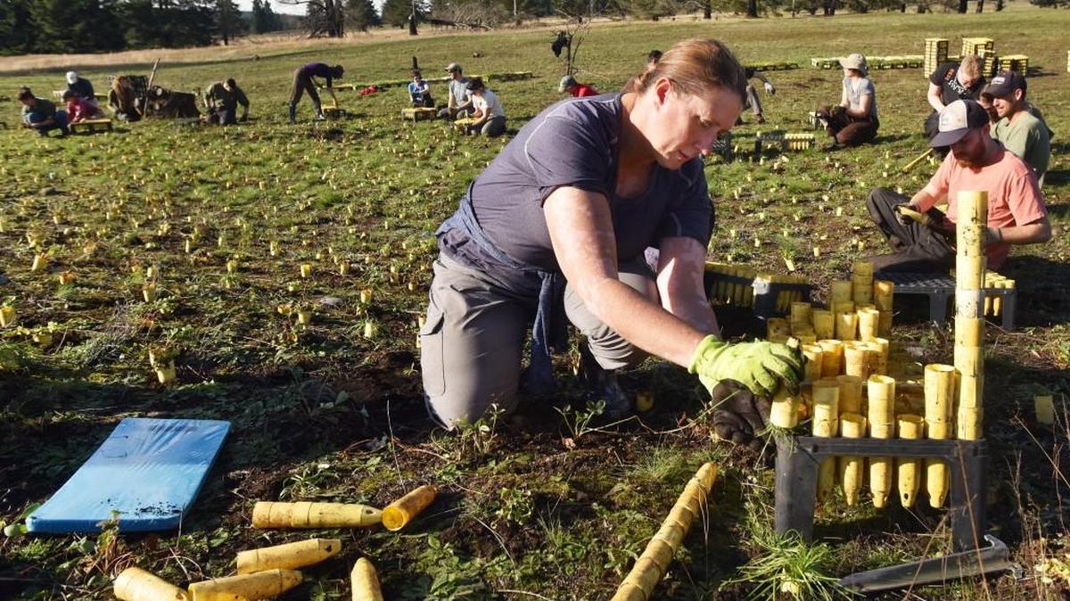 Currently on active duty with the rank of E-6 Staff Sergeant at Joint Base Lewis McCord and taking part in the JBLM Fish and Wildlife internship with the Center for Lands Management Renee Harris joins a volunteer group comprised of active and retired military along with AmeriCorps workers and local citizens to plant native host plants to improve the butterfly habitat as part of the Veterans Appreciation Volunteer Day work party on the Tenalquot Prairie near Rainier in this file photograph. The Native Plant Salvage Foundation annual dinner and volunteer recognition celebration, is 5-9 p.m. Feb. 24 at the Abigail Stuart House, 1002 Washington St. SE, Olympia. Suggested donation is $10-$50/person, but program volunteers are allwelcome regardless of ability to contribute. RSVP required as the venue is small: 360-867-2167 or nativeplantsalvage@gmail.com. More information at nativeplantsalvage.org/volunteer-recognition.