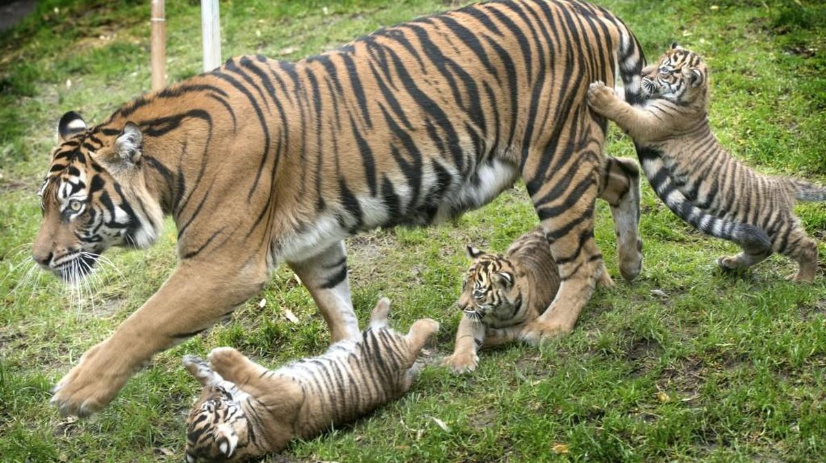 Jaya walks out with her cubs Kirana, Dari, and Indah at the Sumatran tiger enclosure at the Point Defiance Zoo & Aquarium on Dec. 4, 2014, the triplets’ first day in the public eye. Jaya died of a bacterial infection, the Tacoma zoo announced Thursday.