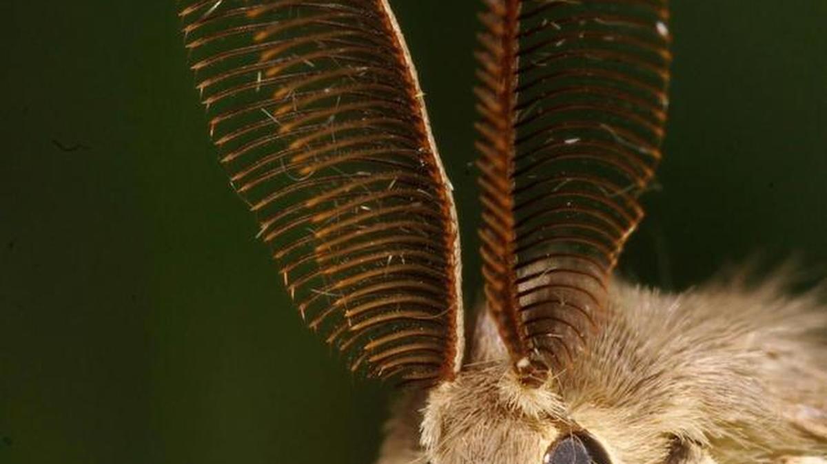 Governor Jay Inslee issued an emergency declaration over a pair of spongy moth infestations in Washington.