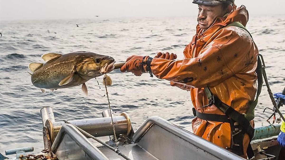 Stan Thompson brings aboard a longline-caught Pacific cod aboard the Frontier Explorer, owned by Seattle-based Clipper Seafoods.