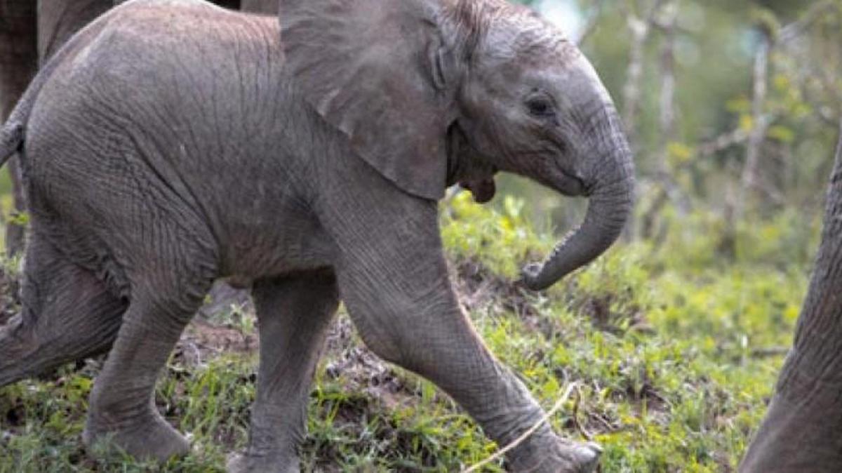 Bob Poole, an Emmy Award-winning cinematographer who grew up in East Africa and has documented the rebirth of Mozambique’s Gorongosa National Park, will speak and show his images Friday night in Olympia.