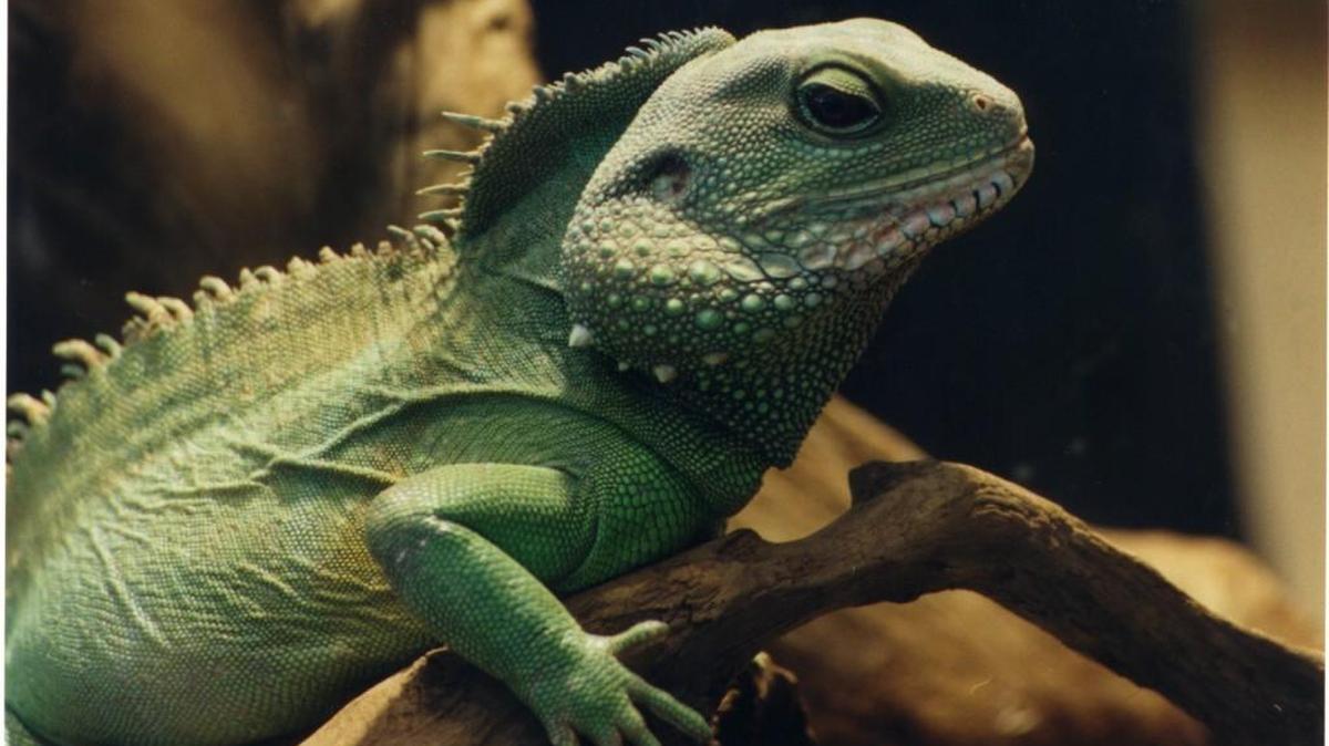 20.11.1998, WKDPLUS: LIZARD: CRAWLING CREATURES: Scott Petersen’s Serpentarium is home to a host of reptiles. John DeLeva/For The Olympian