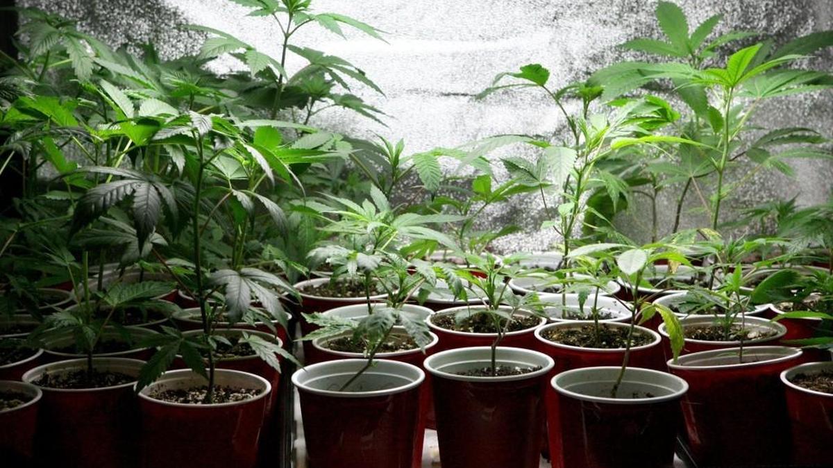 
File photo: Cannabis plants are kept in several storage areas at The Healing Center,a medicinal marijuana dispensary in downtown Olympia.
