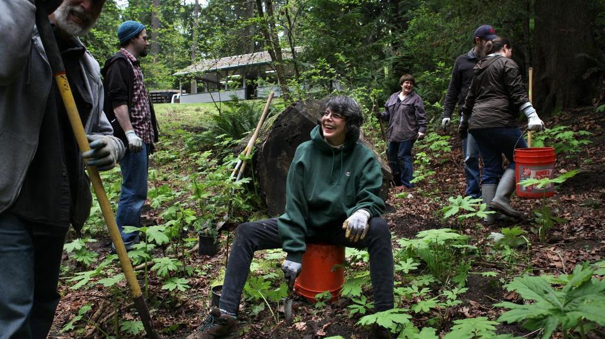 Ellen Becker of Olympia plants a blue elderberry start alongside a trail during a 2013 native vegetation planting project at Priest Point Park in Olympia. Volunteers will be back planting in the park Saturday as part of a MLK Day of Service event.