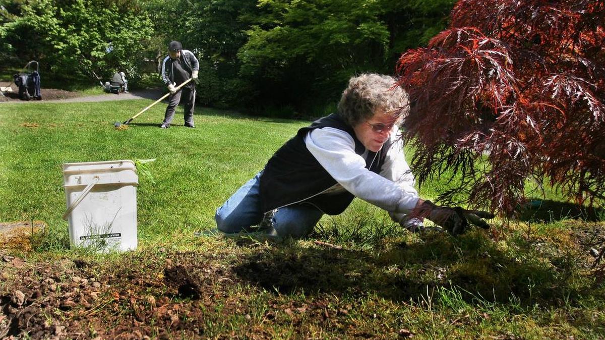 A volunteer pulls weeds at the Yashiro Japanese Garden in downtown Olympia.