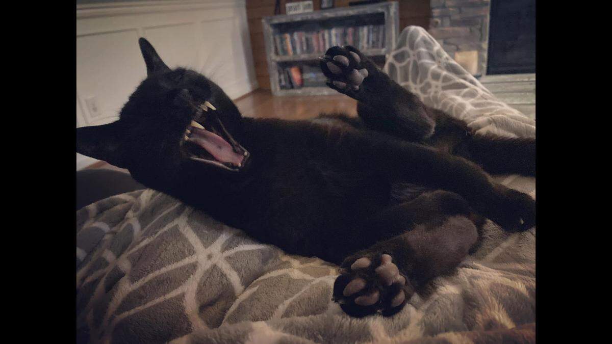 Spider yowls to say goodnight, his human said.