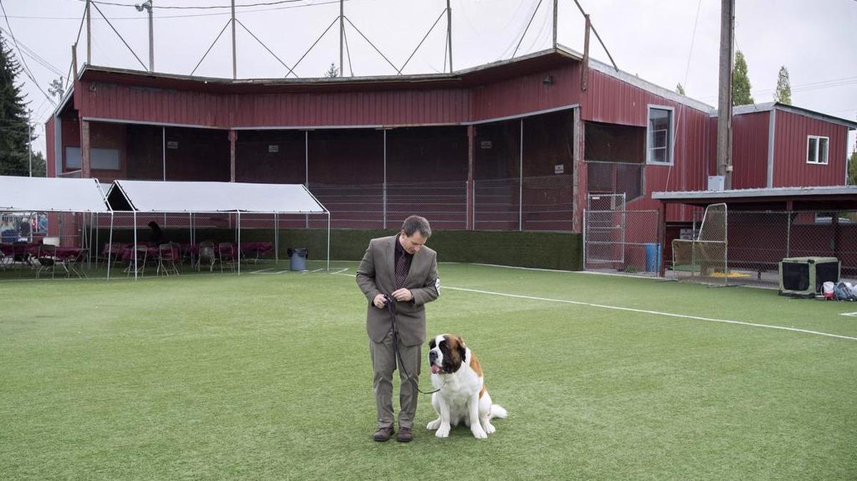 
Neil Hall and Pollyanna the Saint Bernard prepare for the Nisqually Kennel Club dog show last weekend at Bucknell Field, also known as Dream Team Park. .
