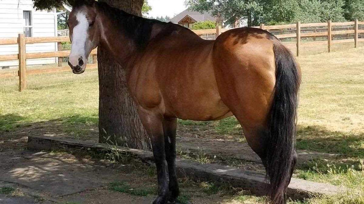 The Thurston County Sheriff's Office is asking for the public's help after the tongue was cut out of an adult female horse named Annie in Yelm on Tuesday.