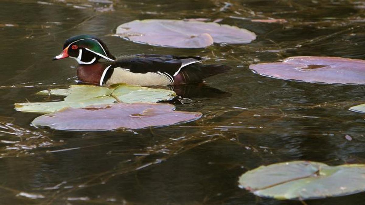 A wood duck glides across a pond are near the McLane Creek Nature Trail in early May. The trail area is along the Bountiful Byway route.