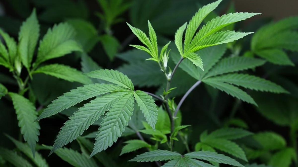 The American Medical Association agreed in 2015 to push for regulations requiring warnings be written on medical and recreational pot products and posted where they are sold, based on studies suggesting marijuana use may be linked with low birth weight, premature birth and behavior problems in young children.
