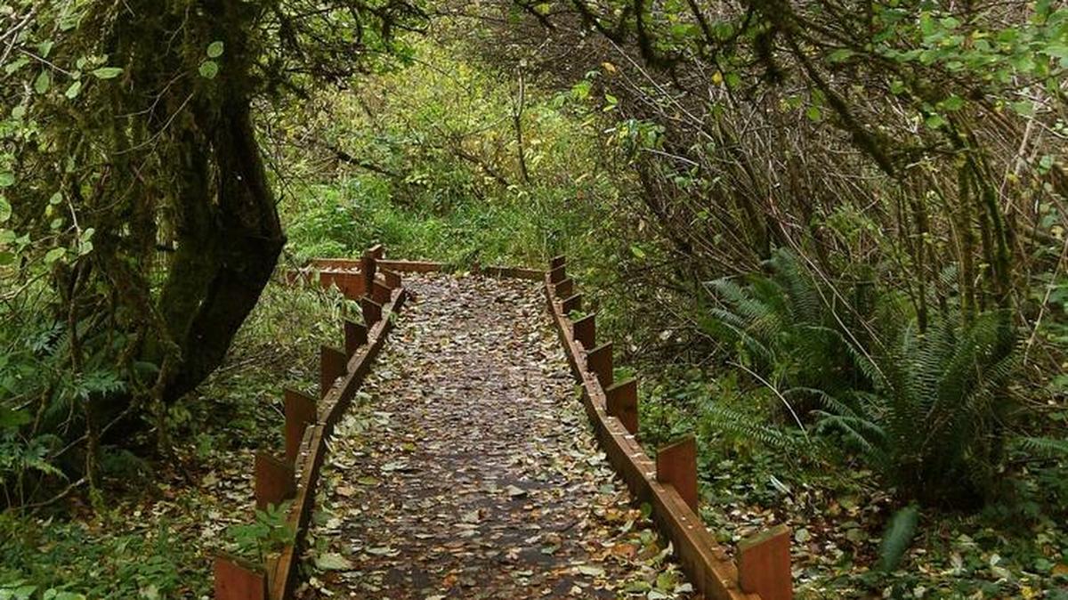 Olympia’s McLane Creek Nature Trail