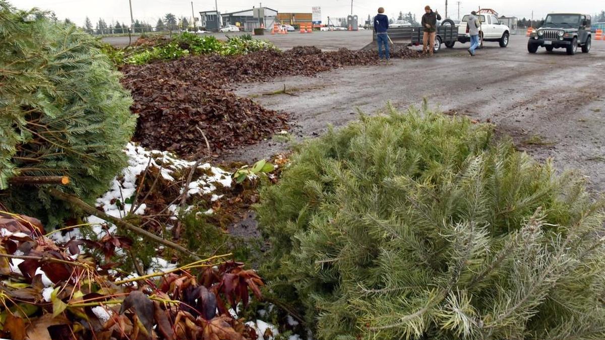Several Christmas trees already have found their way to the Thurston County Waste & Recovery Center at Hawks Prairie, 2420 Hogum Bay Road NE on Dec 26. Trees will be be accepted through Jan. 14, (except Jan. 1).