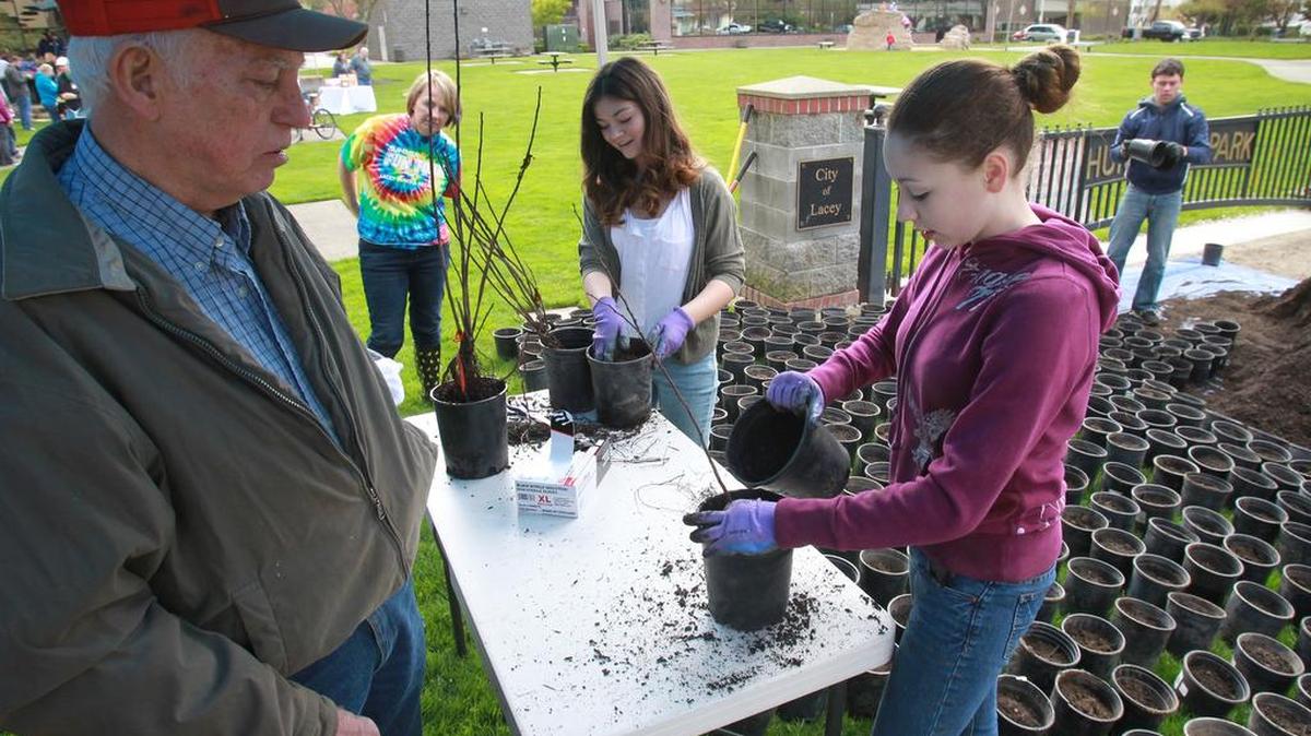 Cary Sweet of McCleary gets help potting a tree start from volunteer Skylar Wright, a freshman at North Thurston High School, during the City of Lacey's annual seedling giveaway at Hunthamer Park in 2014.