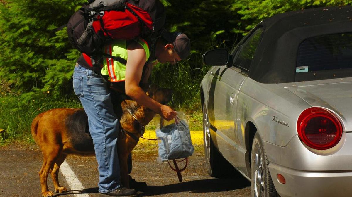 
At the Staircase trailhead, John Watkins holds a bagged piece of clothing to his bloodhound beside the Ford Thunderbird of missing hiker Gilbert Gilman.
