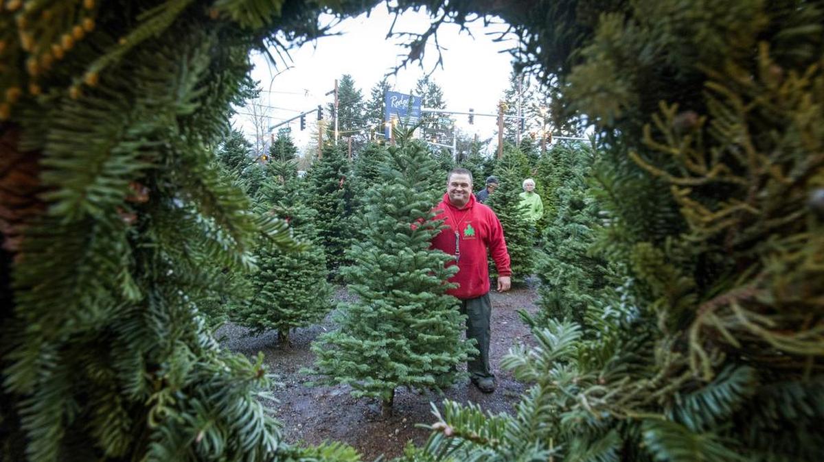 Aaron Karejwa runs Menefee’s Christmas Trees on Bridgeport Way in Lakewood.
