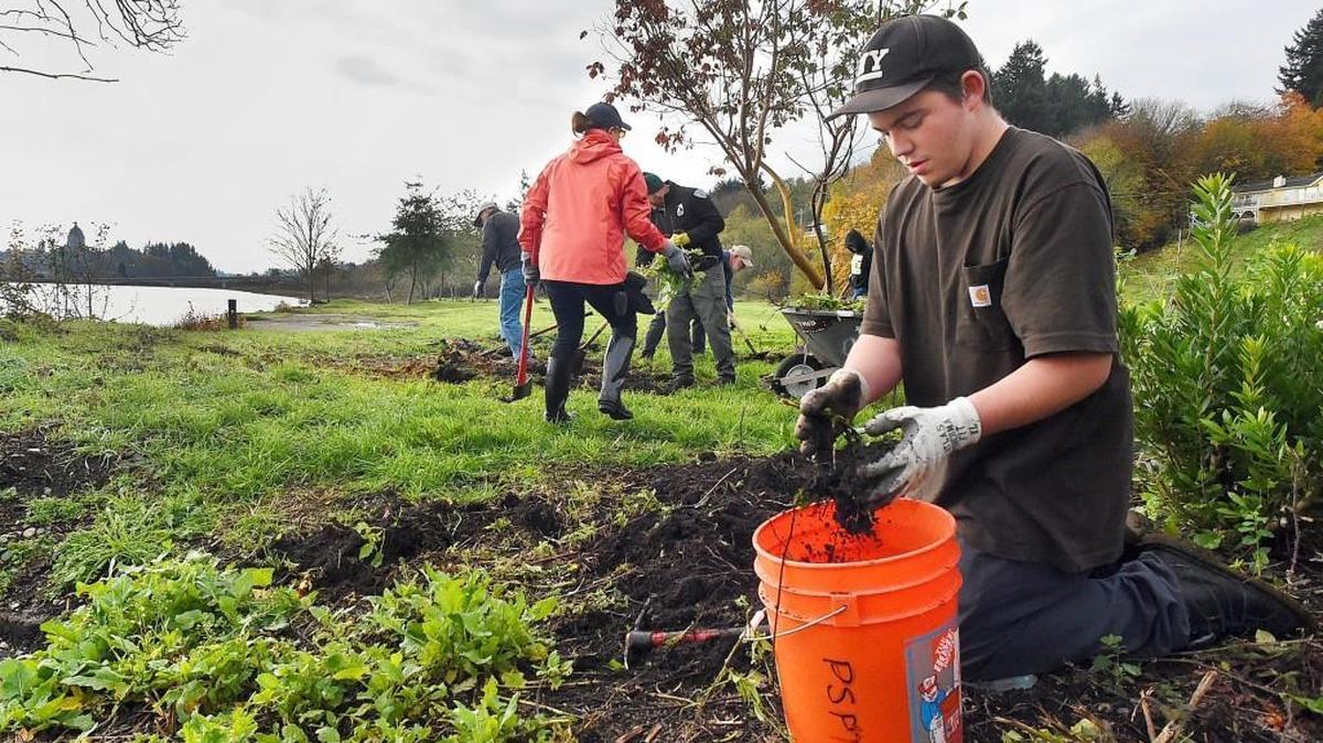 FILE PHOTO: Olympia High School senior Marshall Robertson joins a group from the Olympia School District’s Life Skills Program to help with weeding and an invasive morning glory removal project Nov. 4 in Olympia’s West Bay Park.