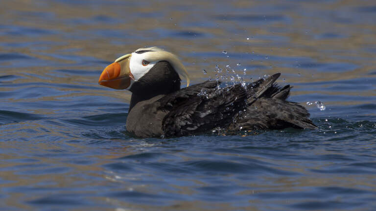 Endangered seabird makes a rare appearance near Olympia, officials say