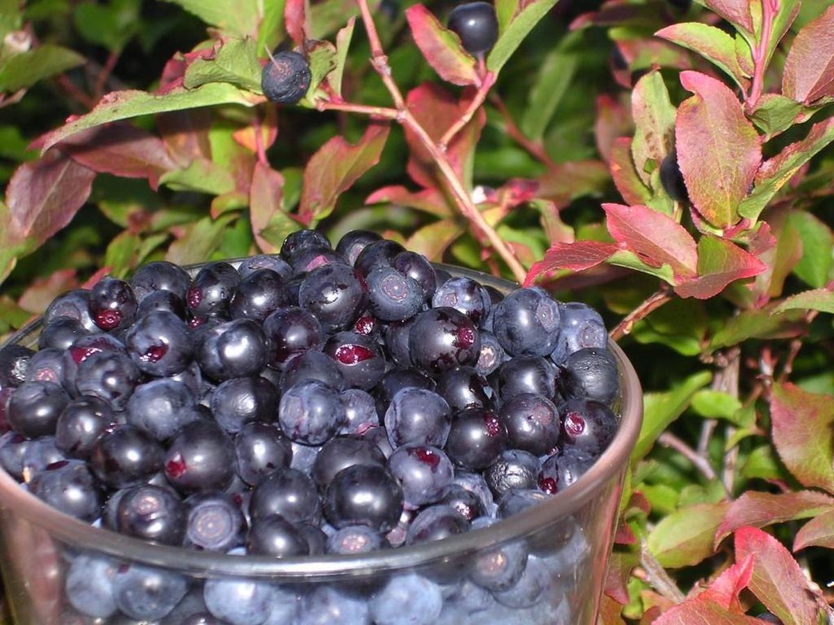 A glass of purple berries in front of greenery