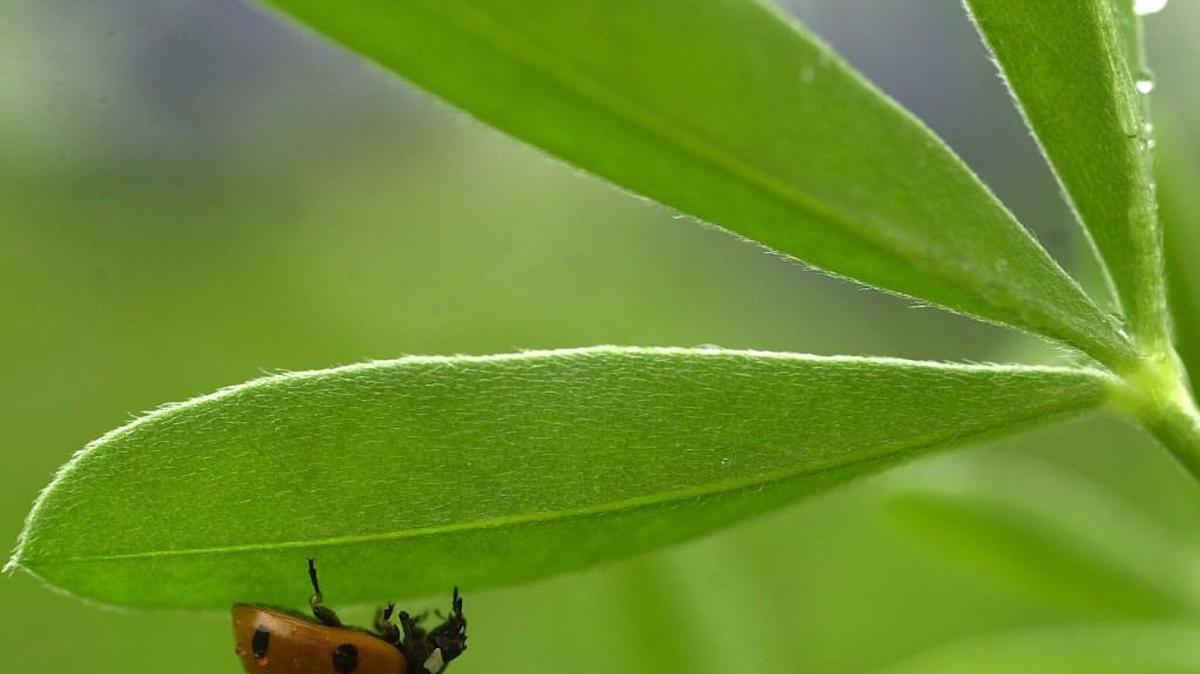 A ladybug hides under the canopy of a bluebonnet leaf.