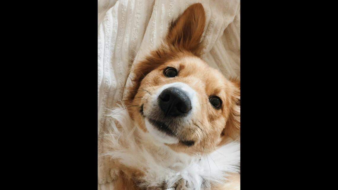 Meet cutest dog finalists in Bellingham Herald’s contest & vote for your favorite