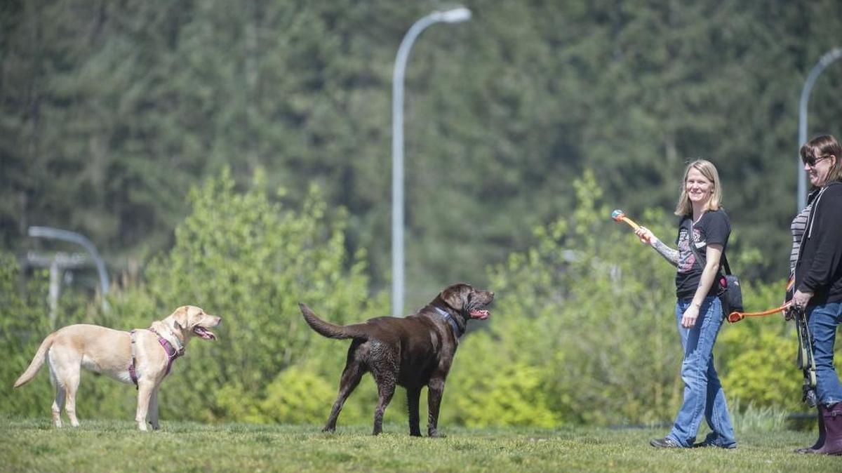 Cathy Herman (Ieft) and Bethany Sano, both of Olympia, play fetch with their Labrador retrievers, Clover and Monty, as they enjoy the sunshine and warm temperatures at the Thurston County Off Leash Dog Area in Lacey on Thursday, May 4, 2017. The county’s dog park will be closed until 2:30 p.m. Thursday (May 25) for a maintenance, officials say.