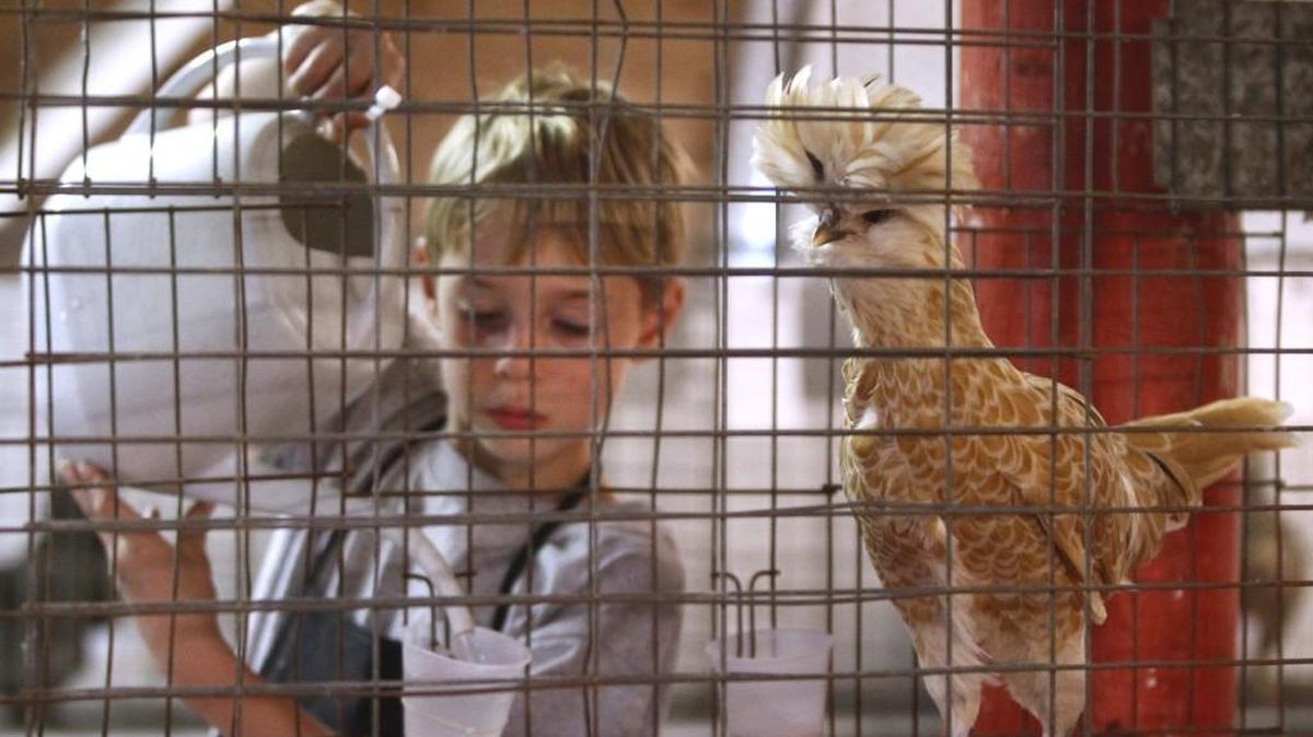 Evan Kraft, 7, waters chickens in The Urban Roost 4-H club’s area during the second day of the Thurston County Fair in Lacey on Thursday, July 31, 2014. Evan is showing rabbits at the fair.
