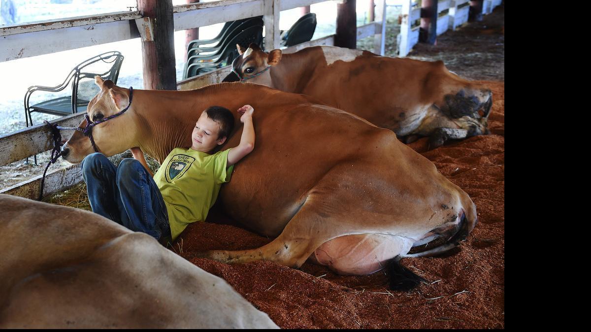 
In the Crazy CRS 4-H club section of the Simons Barn, Kolton Meek, 13, takes a move-in breather Tuesday with Maddie, his Jersey cow that he’ll show in competition along with Matilda, who’s resting next to them in preparation of the Wednesday opening of the 2015 Thurston County Fair. 
