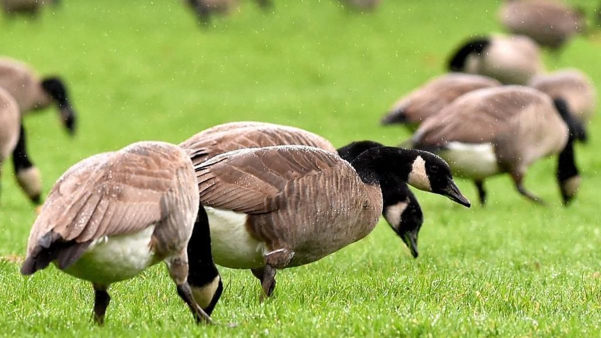 A gaggle of geese stop in for a lunchtime snack at Tumwater Historical Park. June 24, join the Summer Roundup Picnic for Republicans and Candidates: 11:30-2 p.m. Historical Park, 802 Deschutes Way SW, Tumwater. $20 single/$30 couple /$35 family/$10 Young Republican.