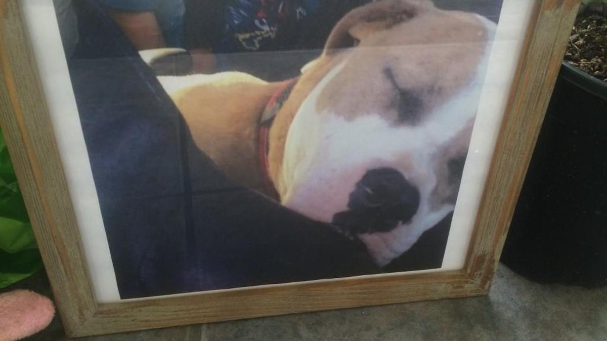 As seen Wednesday, a makeshift memorial for Diamond has been set up in the entryway at Thurston County Animal Services, 3120 Martin Way E., Olympia. The memorial includes flowers, notes, candles and a photo of the dog.
