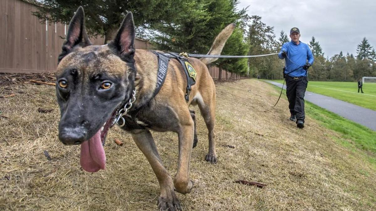 Deputy Chris Packard works with K9 Marko during training in Lacey, on October 17, 2014.