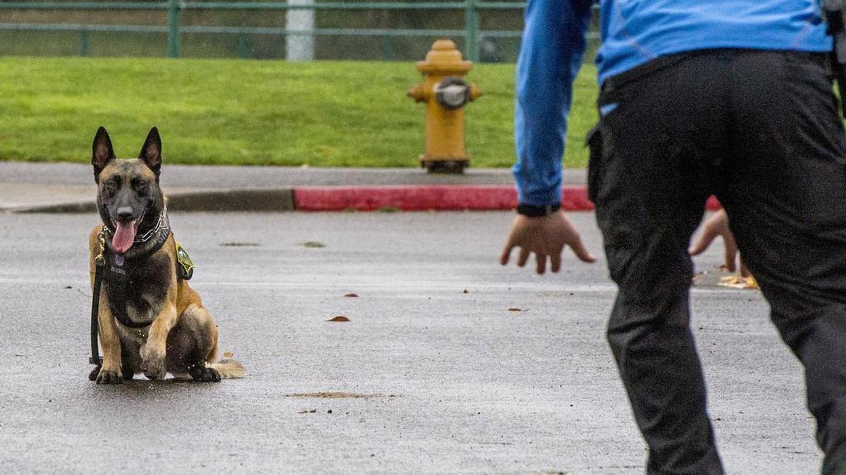 
Thurston County K-9 Marko was stung multiple times during an arrest at Wolf Haven Internationa. He is shown here with Sheriff’s Deputy Chris Packard during an obedience training session last year.
