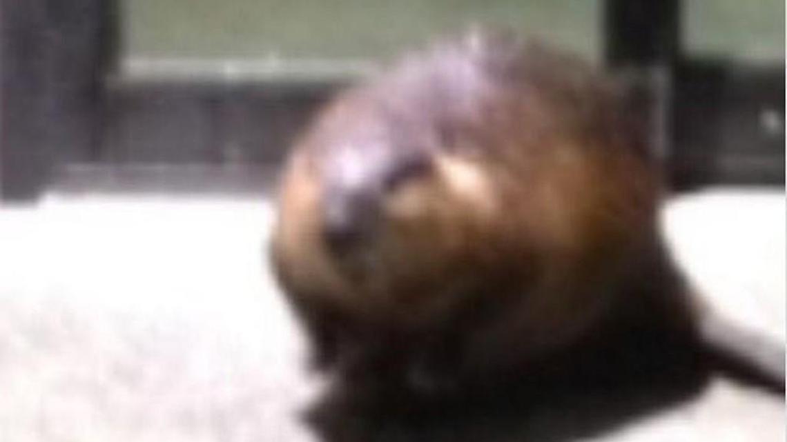 Spotted at Petco in west Olympia Saturday evening, March 4.