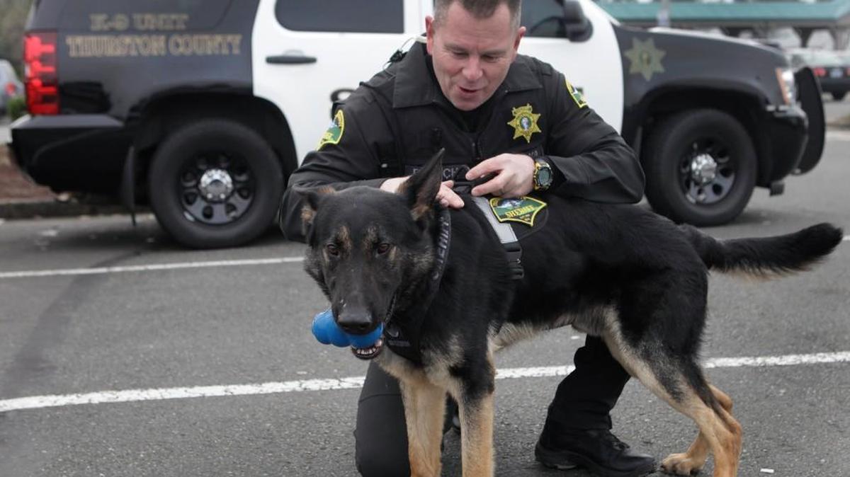 Deputy Rod Ditrich, of the Thurston County Sheriff’s Office, works on drills with K9 Jaxx in a Martin Way parking lot.
