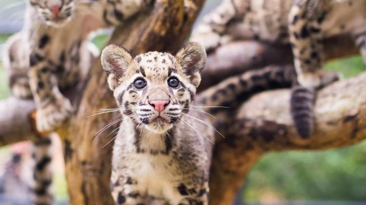 
Clouded leopard cubs climb high on logs in the Wild Wonders Outdoor Theater Exercise Yard at Point Defiance Zoo & Aquarium.
