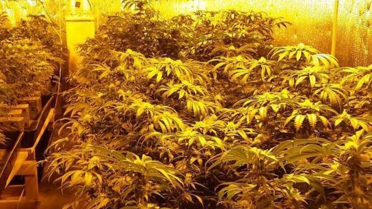 Authorities seized marijuana plants from a property on Centralia Alpha Road near Chehalis on Wednesday.