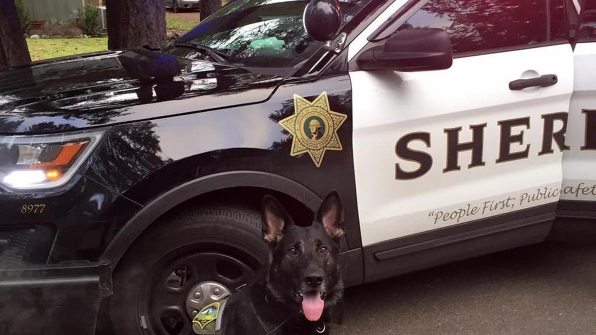 K9 Jaxx of the Thurston County Sheriff’s Office.