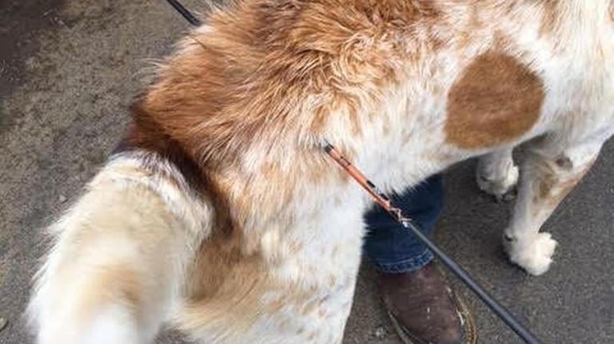 The Aberdeen man arrested May 15 after a dog was shot with an arrow at an archery range appeared in court on Monday.