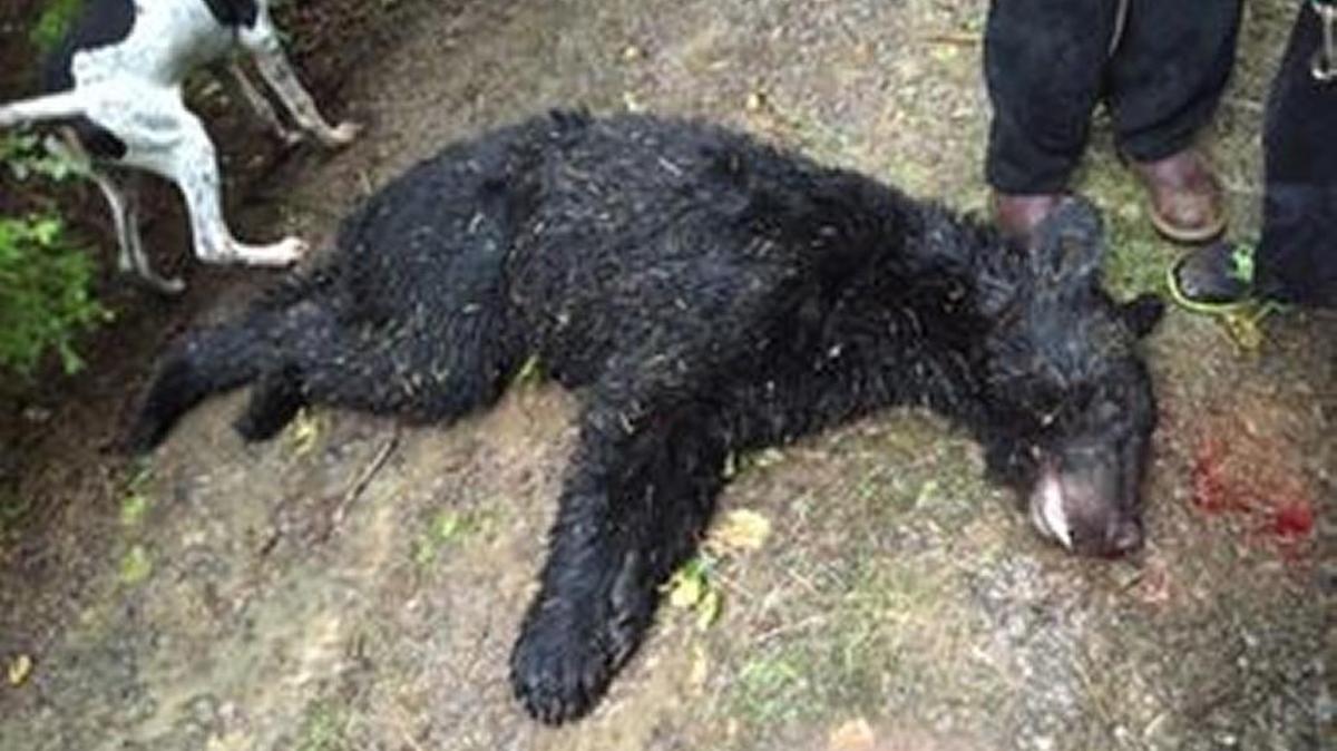 Photos released by the Washington Department of Fish and Wildlife show some of the work of poachers in a large ring under investigation in Southwest Washington.