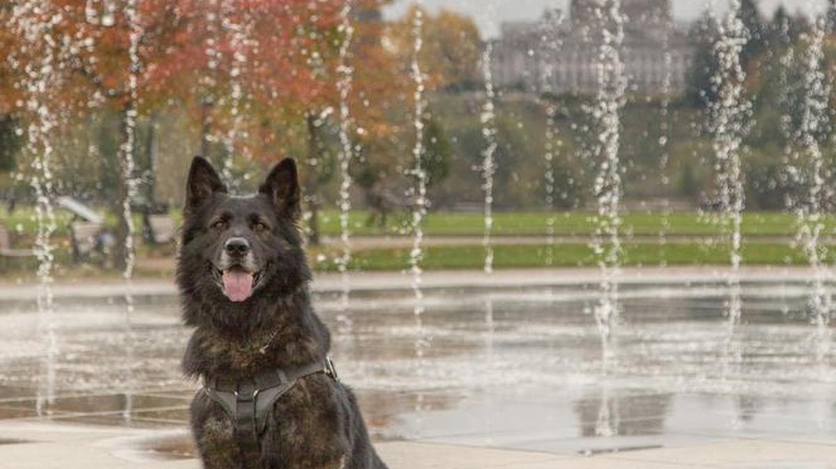 Melnic, an Olympia Police Department K9, posed for several photos around Olympia for the annual “Where’s Melnic?” scavenger hunt.