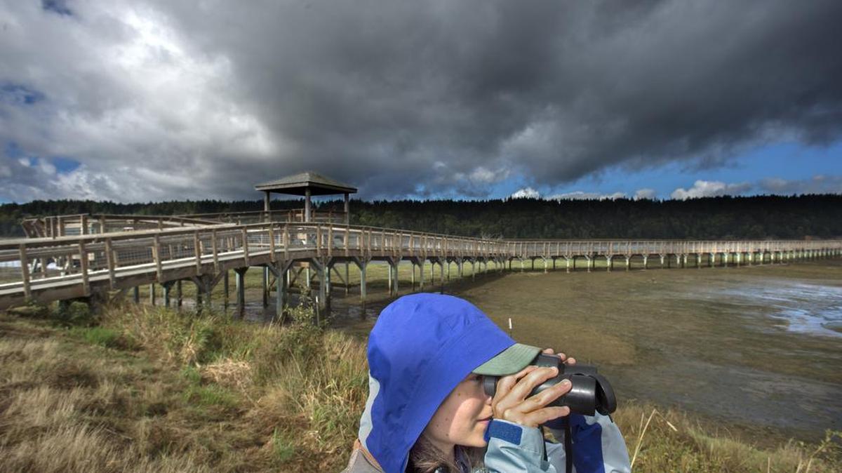 Melanie Davis, a U.S. Geological Service project coordinator, surveys the salt marsh from the new dike at the Nisqually estuary Friday, Sept. 2.
