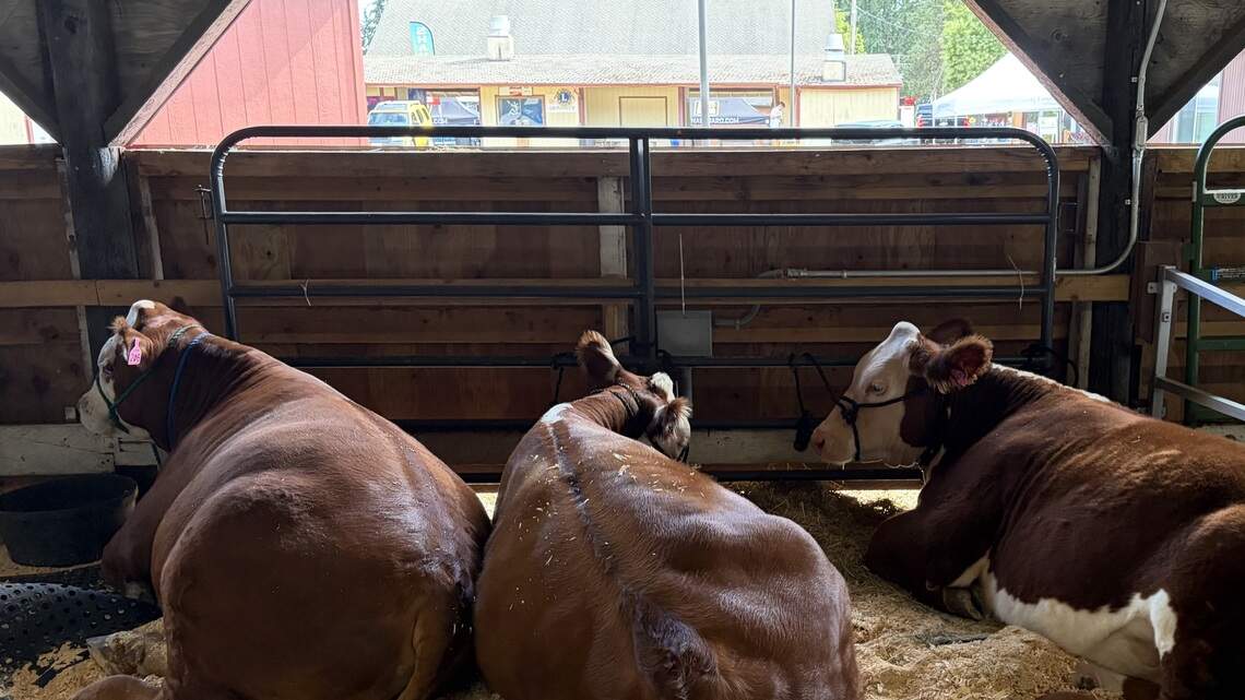 Watershed Park car prowl arrest, baby formula lawsuit, start of county fair