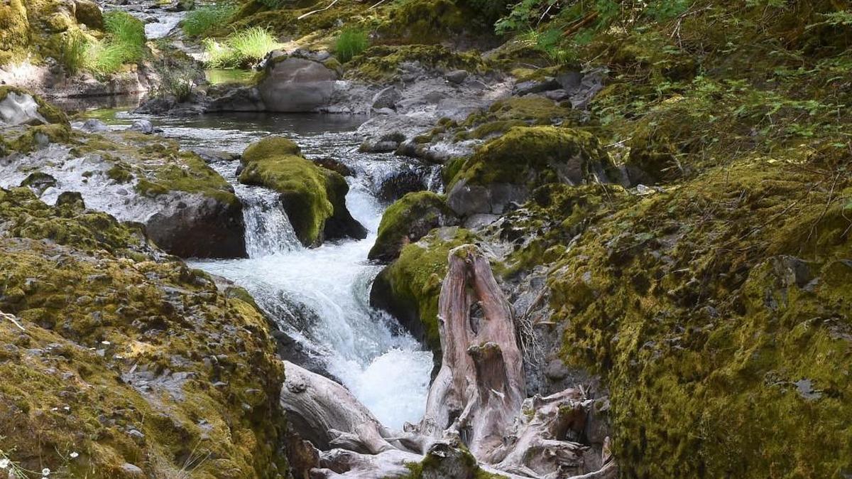 The scenic beauty and diverse ecosystems on display at Deschutes Falls Park will once again be available for the public's enjoyment after its Sept. 1.
