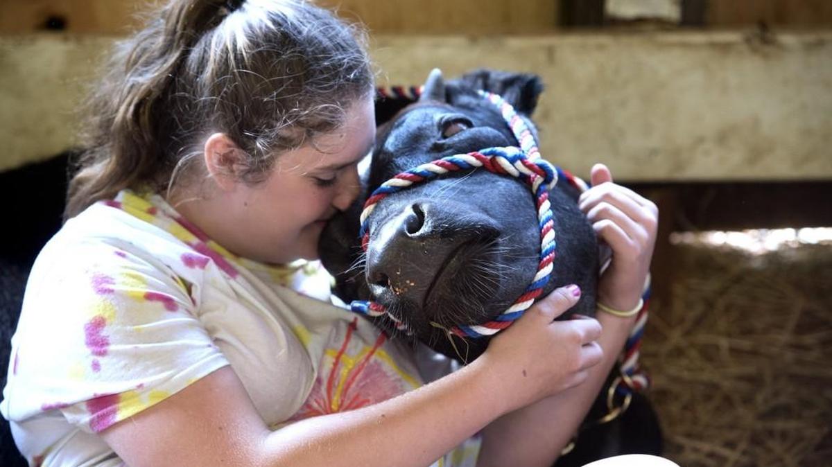 Madison Journey, 14, of the Tenino High Future Farmers of America, snuggles with her five-month-old shorthorn bull calf, Flagg, in the Simons Cow Barn during the Thurston County Fair last year. This year the fair is open from 10 a.m. to 10 p.m. Wednesday through Saturday, and 10 a.m. to 8 p.m. Sunday at the fairgrounds at 3054 Carpenter Road SE, Lacey. Tickets are $7 for general admission, but can be purchased in advance at a discount. Information: http://bit.ly/2uTNCK0. co.thurston.wa.us/fair