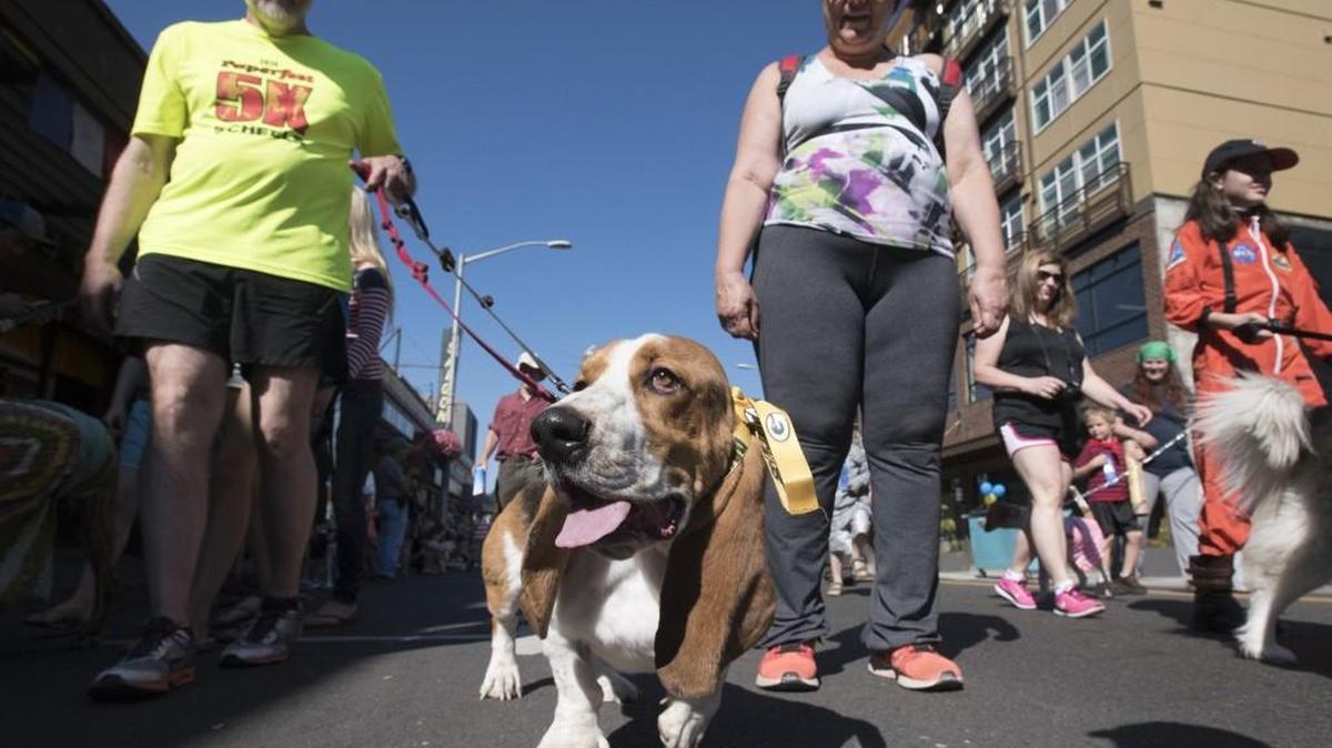 Gus the bassett hound walks with owners Mike and Autumn Helgesen in the 2016 Pet Parade in downtown Olympia. This year’s parade is Aug. 18.