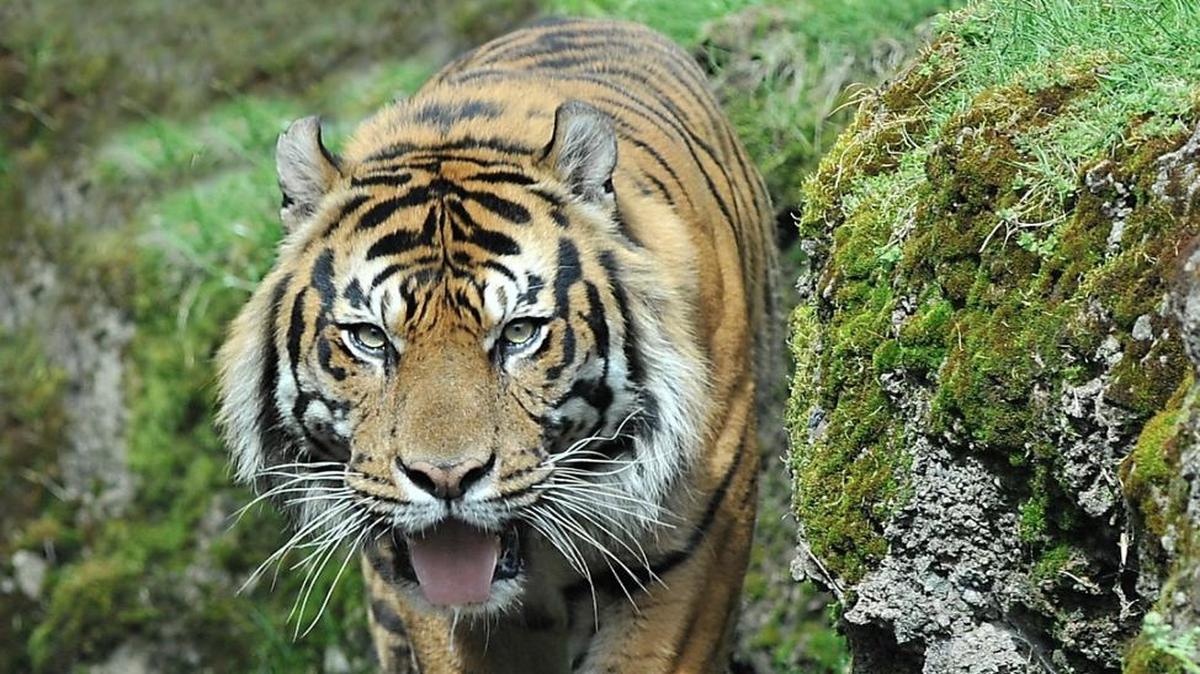 Mohan, a 12-year-old Sumatran tiger in Tacoma for breeding purposes, will make his public debut at Point Defiance Zoo & Aquarium at noon Thursday.